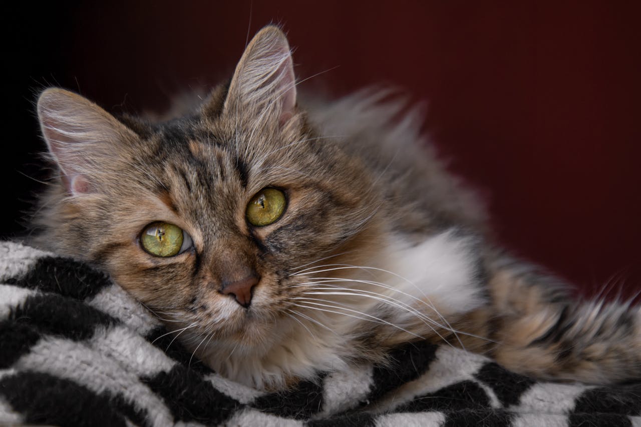 The Art of Drawing Readers In: Your attractive post title goes here An intimate photograph of a fluffy tabby cat with striking green eyes lounging indoors.