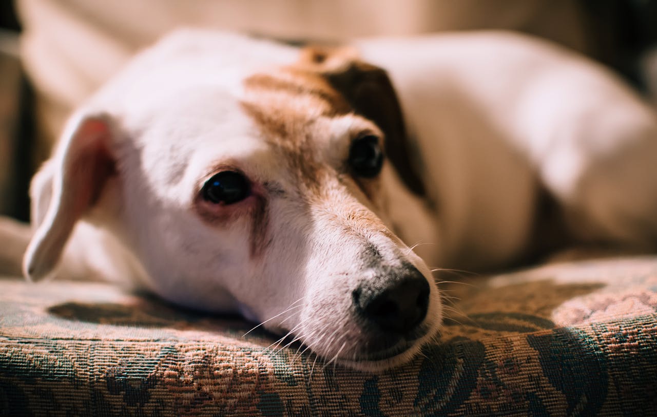 Crafting Captivating Headlines: Your awesome post title goes here A close-up portrait of a sleepy Jack Russell Terrier resting indoors on a patterned surface.