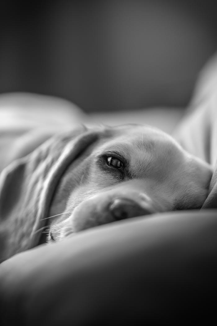 Mastering the First Impression: Your intriguing post title goes here Monochrome close-up of a beagle resting, capturing the calm and serene mood.